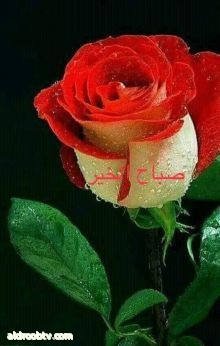 الدكتور حسين الفراحي النمسا ستناقش الشهر القادم في محافظة الأنبار رسالة الماجستير للطالب محمد شهاب الفراجي والموسومه (الإكراه والاستجواب في انتزاع الاعتراف من المتهم وفق معايير القانون الجنائي العراقي والانظمه والتشريعات العراقيه وستكون لجنة المناقشه من