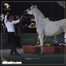 511 رأساً من الخيل العربية في انطلاقة بطولة كحيلة غداً الأربعاء