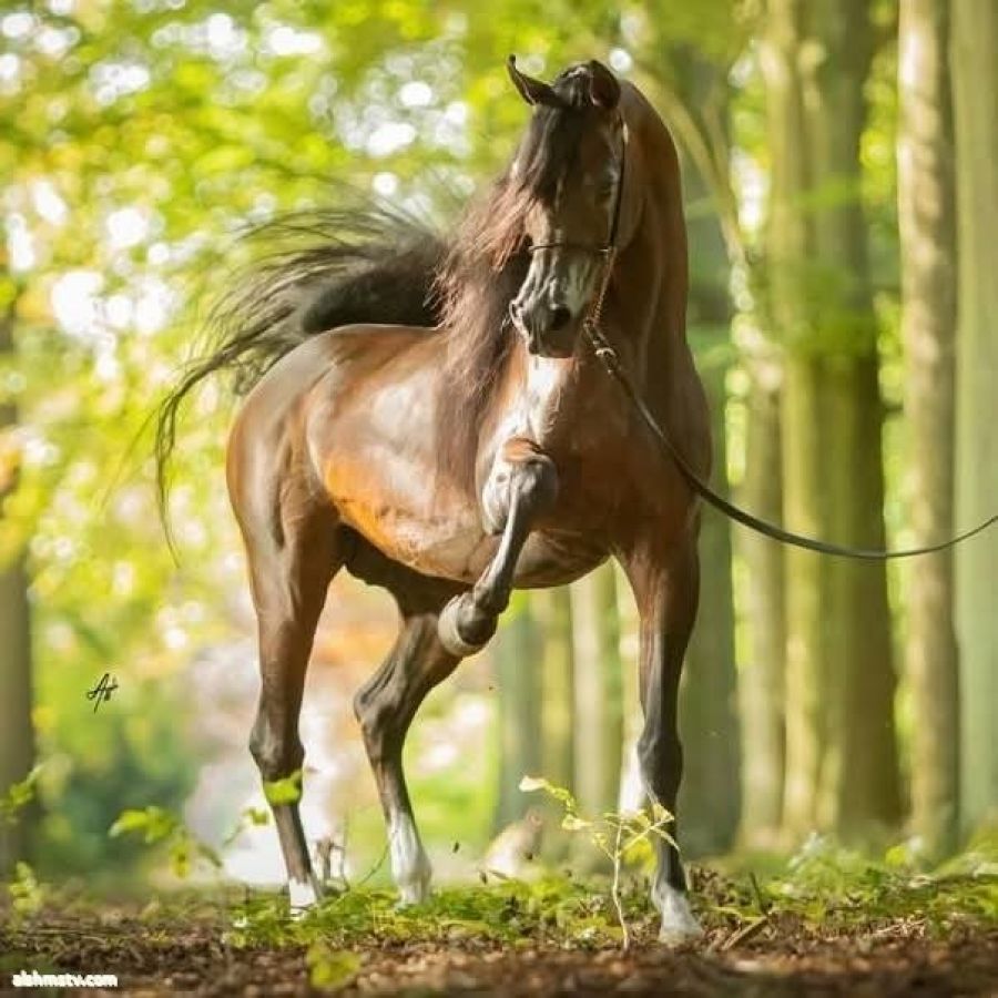 دكتورة زينب الشمري (أم جاسم) الكويت هخالسعادة في زمن الحياة الصعبة… متعة ممكنة وليست حلماً