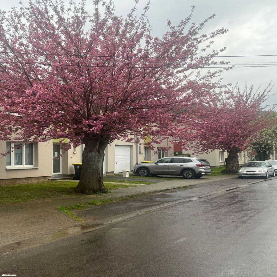 الاديبه انتصار هادي قصقوصه