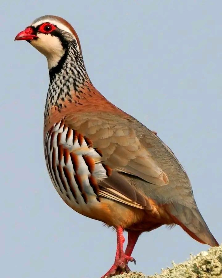 سفره سياحيه لمجموعه من الفنانين العراقيين من شمال ووسط وجنوب العراق إلى اهوار الجبايش في محافظة ذي قار من ضمن معرض الناصريه السادس بتاريخ  ٨-١-٢٠٢٦